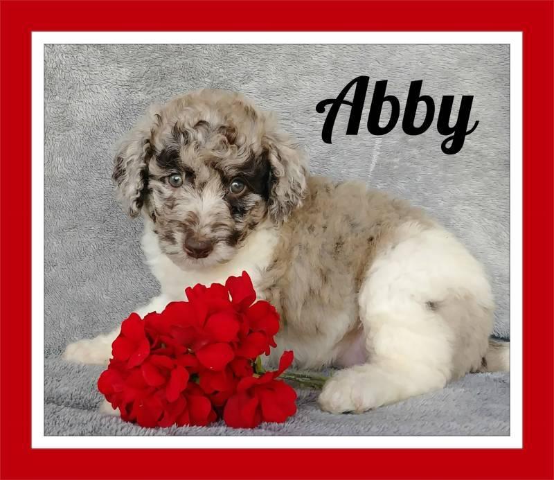Abby Female Mini Labradoodle