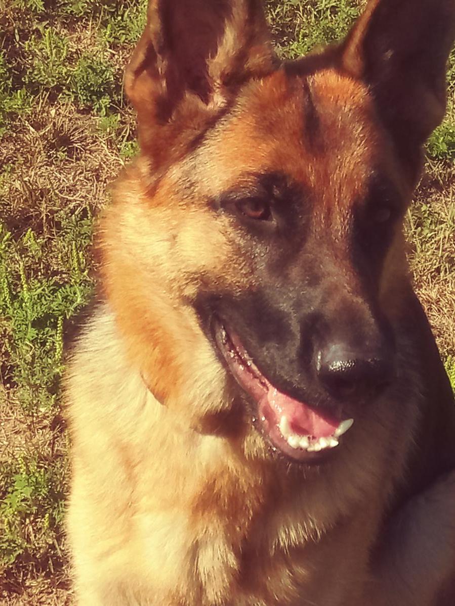 German shepherd