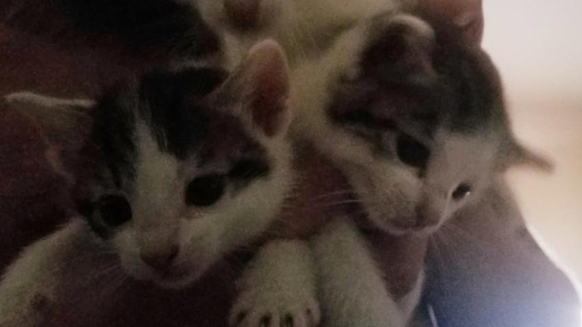 two male kittens