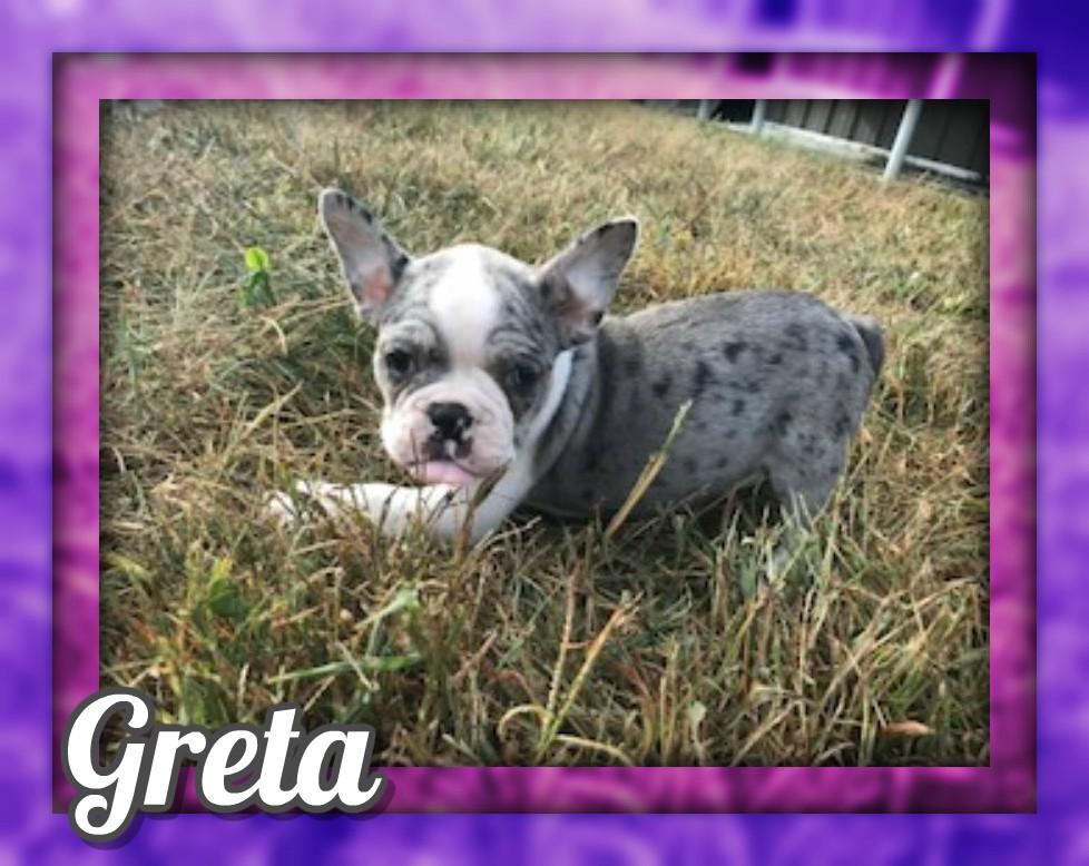 Greta Female Frenchton