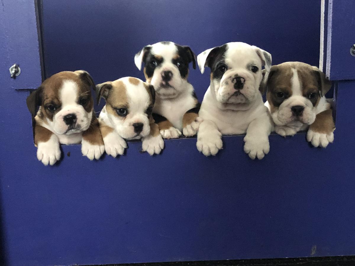 Olde English bulldogge puppies