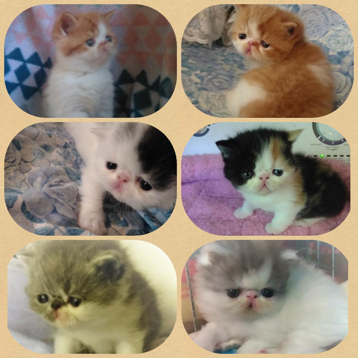 CFA Persian and Exotic Shorthairs
