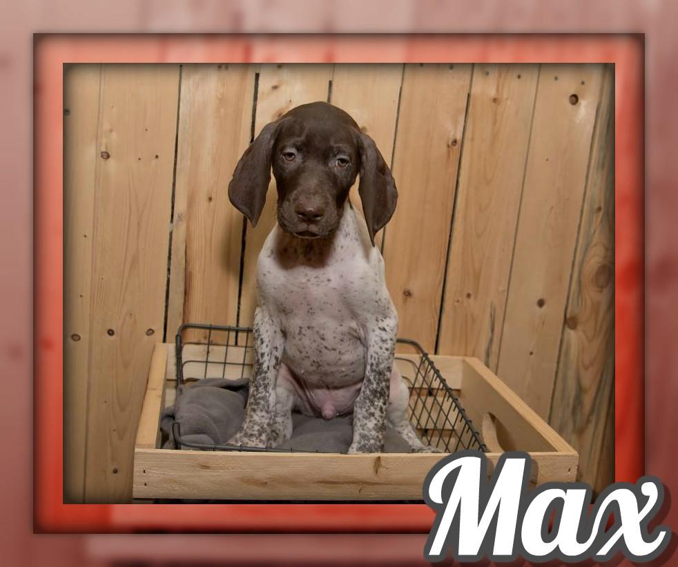 Max Male AKC German Shorthaired Pointer