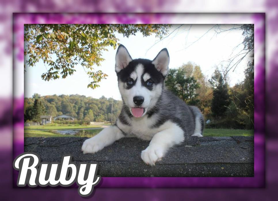 Ruby Female ACA Husky