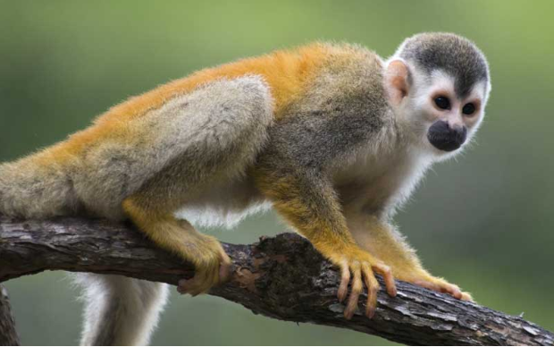 Squirrel Monkey I need a home for