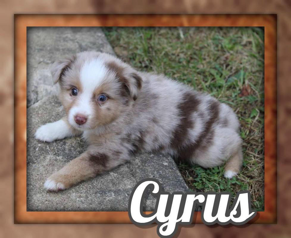 Cyrus Male Mini Australian Shepherd