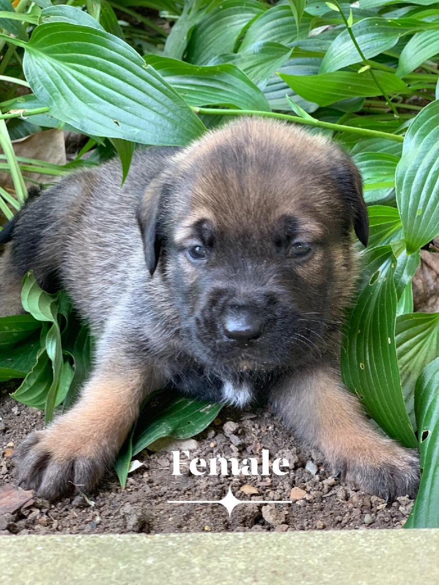 English Mastiff puppies