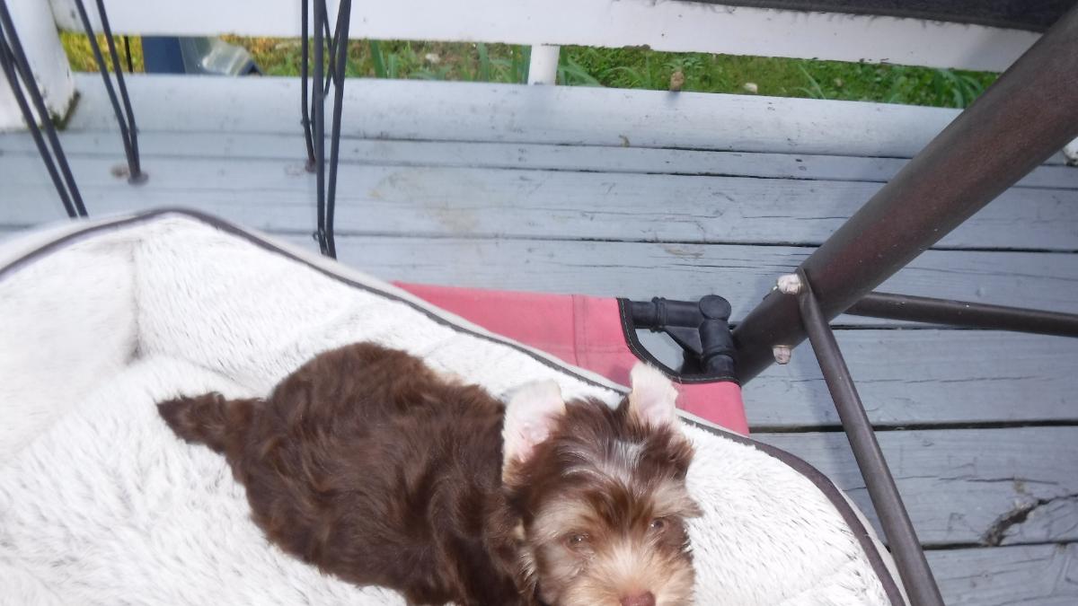 AKC Yorkie Puppy