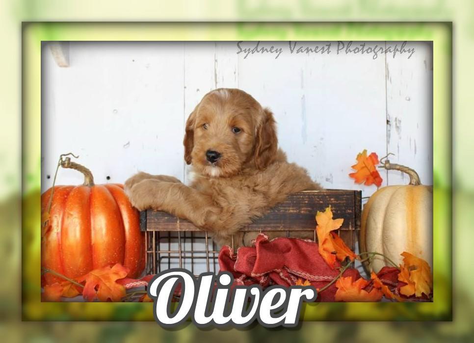 Oliver Male Mini Goldendoodle