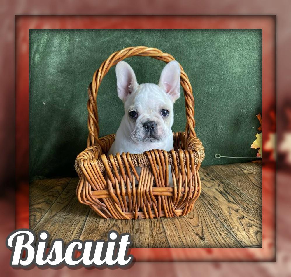 Biscuit Male Frenchton