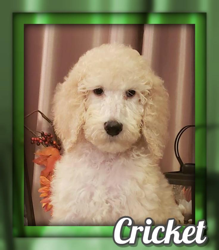 Cricket Female Standard Poodle