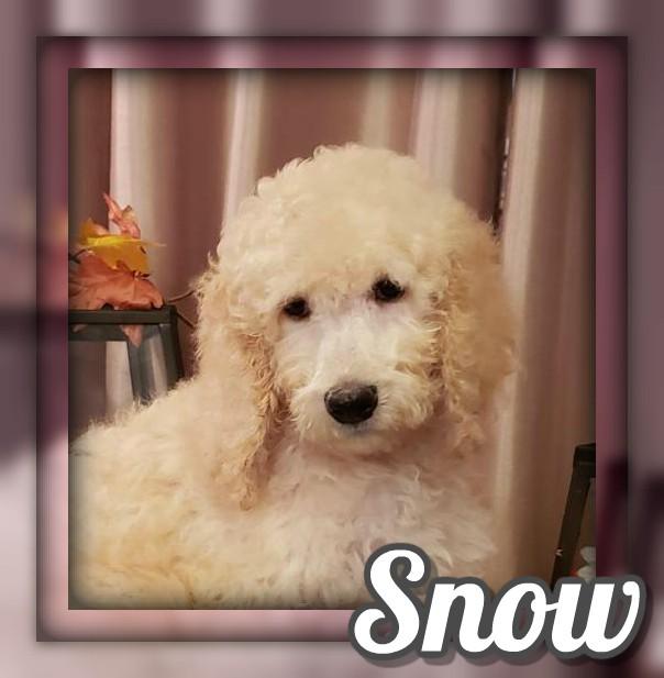 Snow Female Standard Poodle