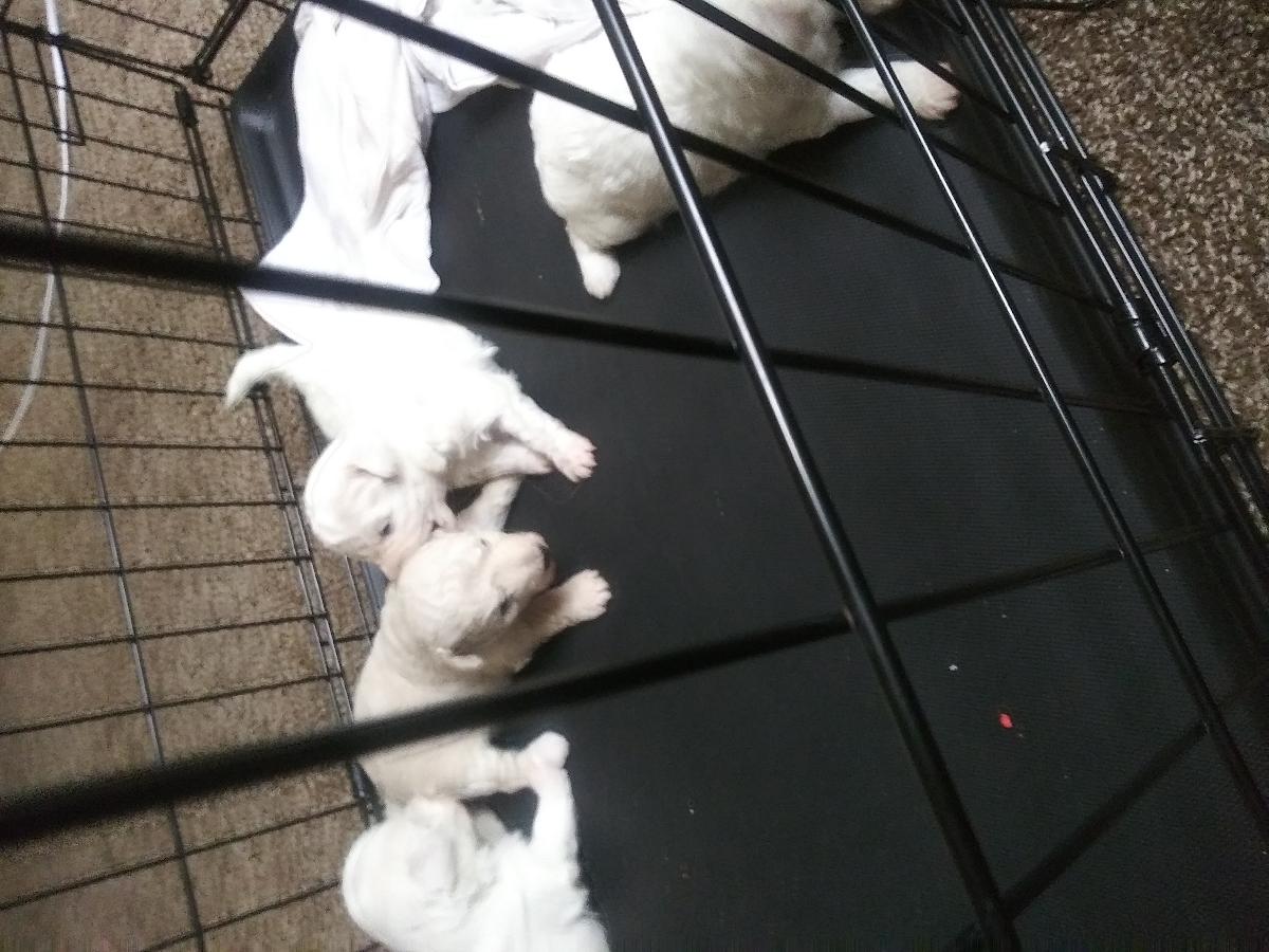 Maltese