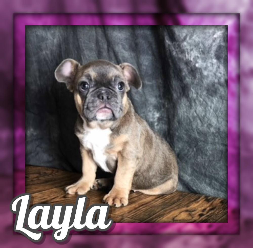 Layla Female AKC French Bulldog