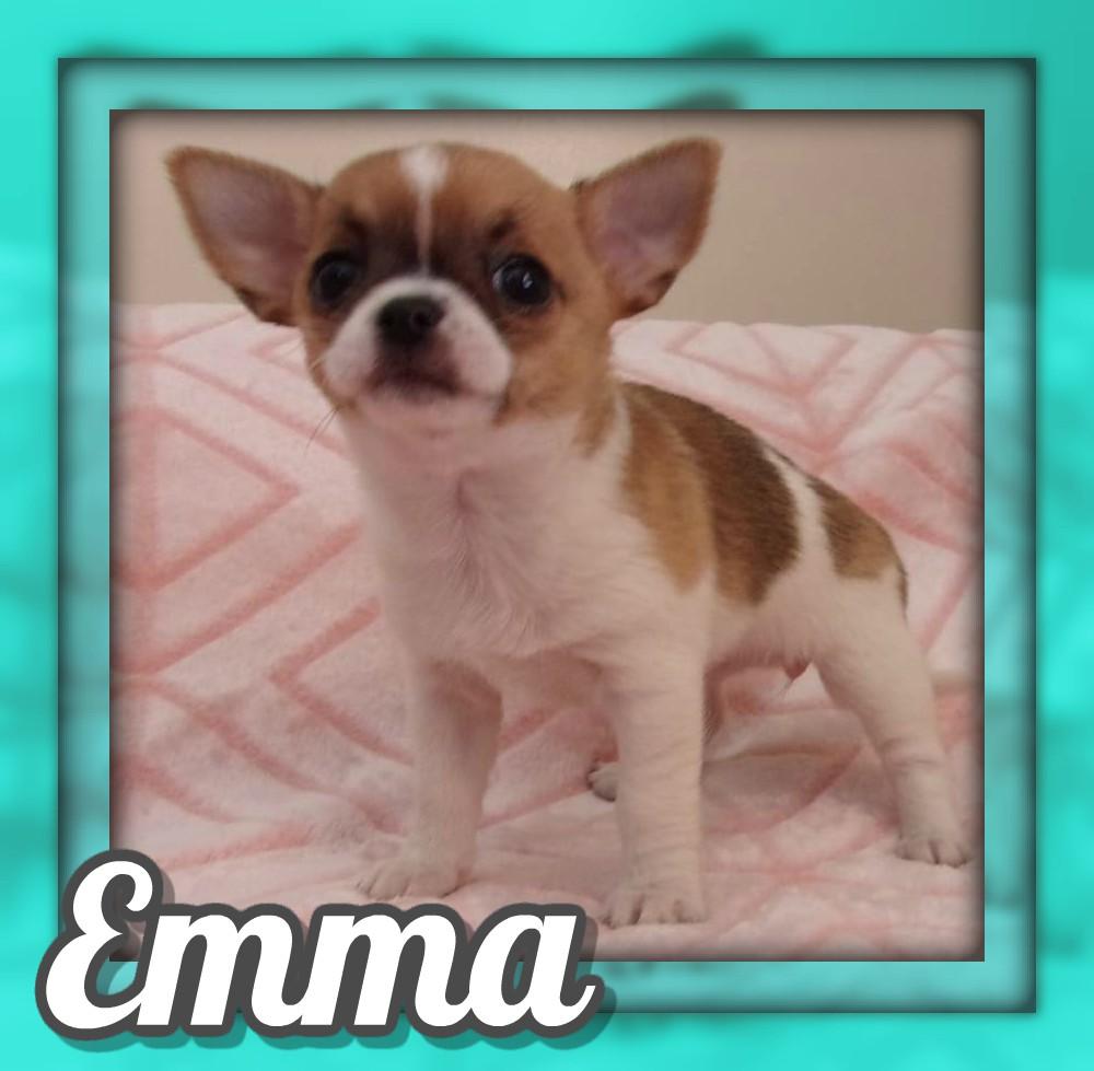 Emma AKC Female Chihuahua