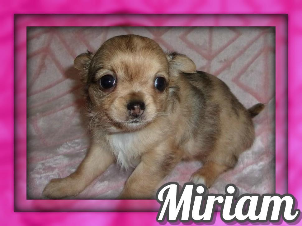 Miriam AKC Female Chihuahua