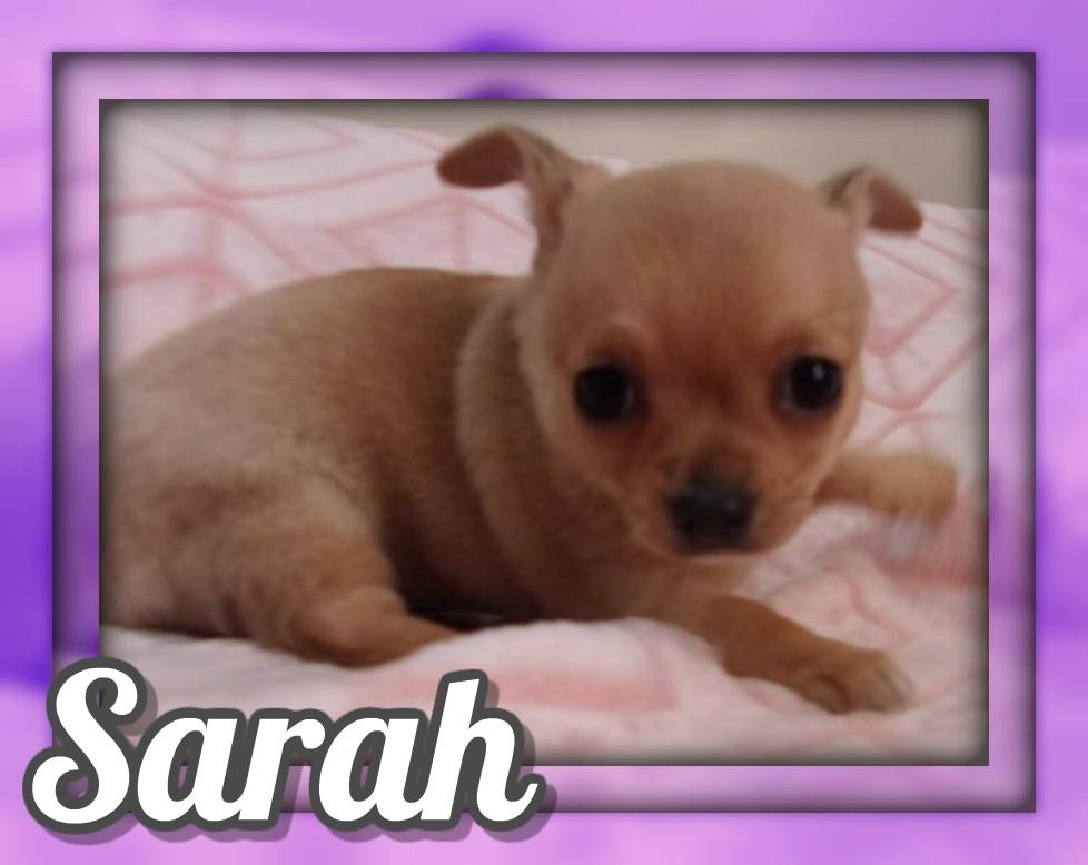 Sarah AKC Female Chihuahua