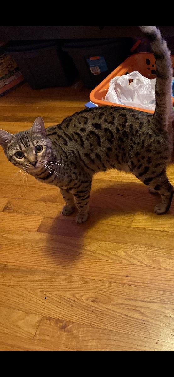 8 month of silver female bengal