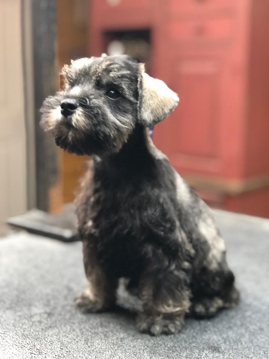 AKC miniature schnauzers