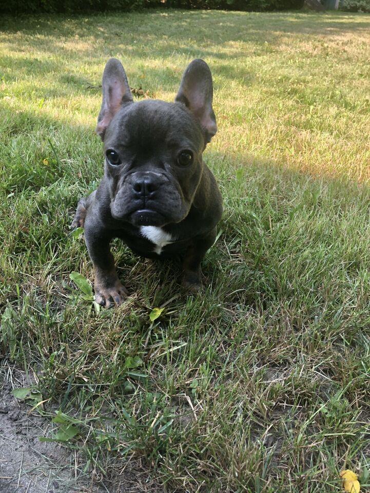 Blue Male French Bulldogs