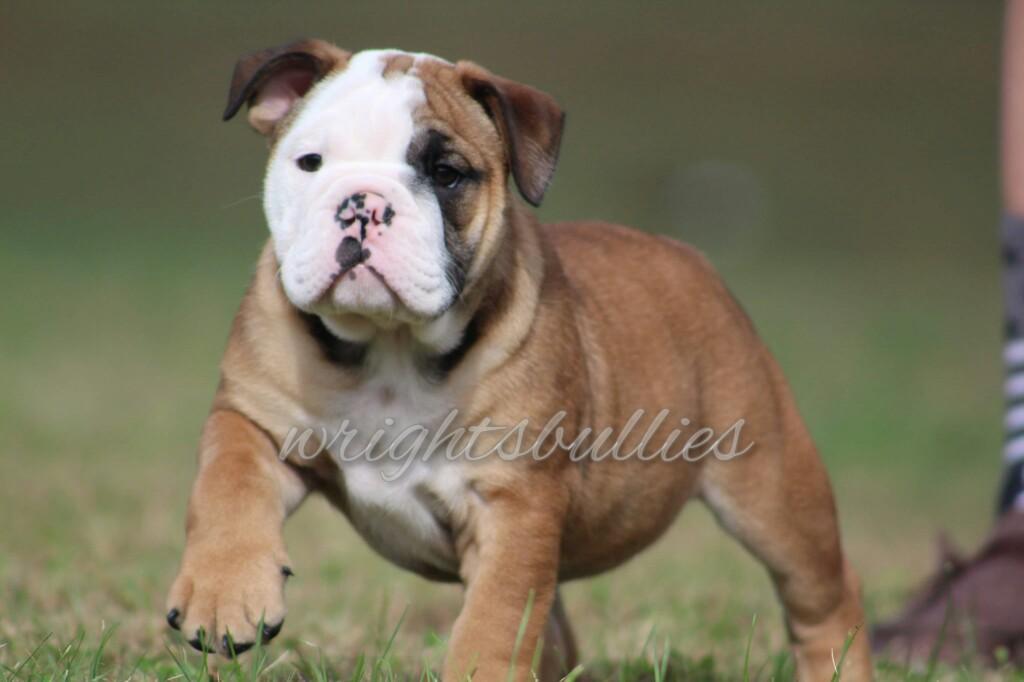 Olde English Bulldogge pup