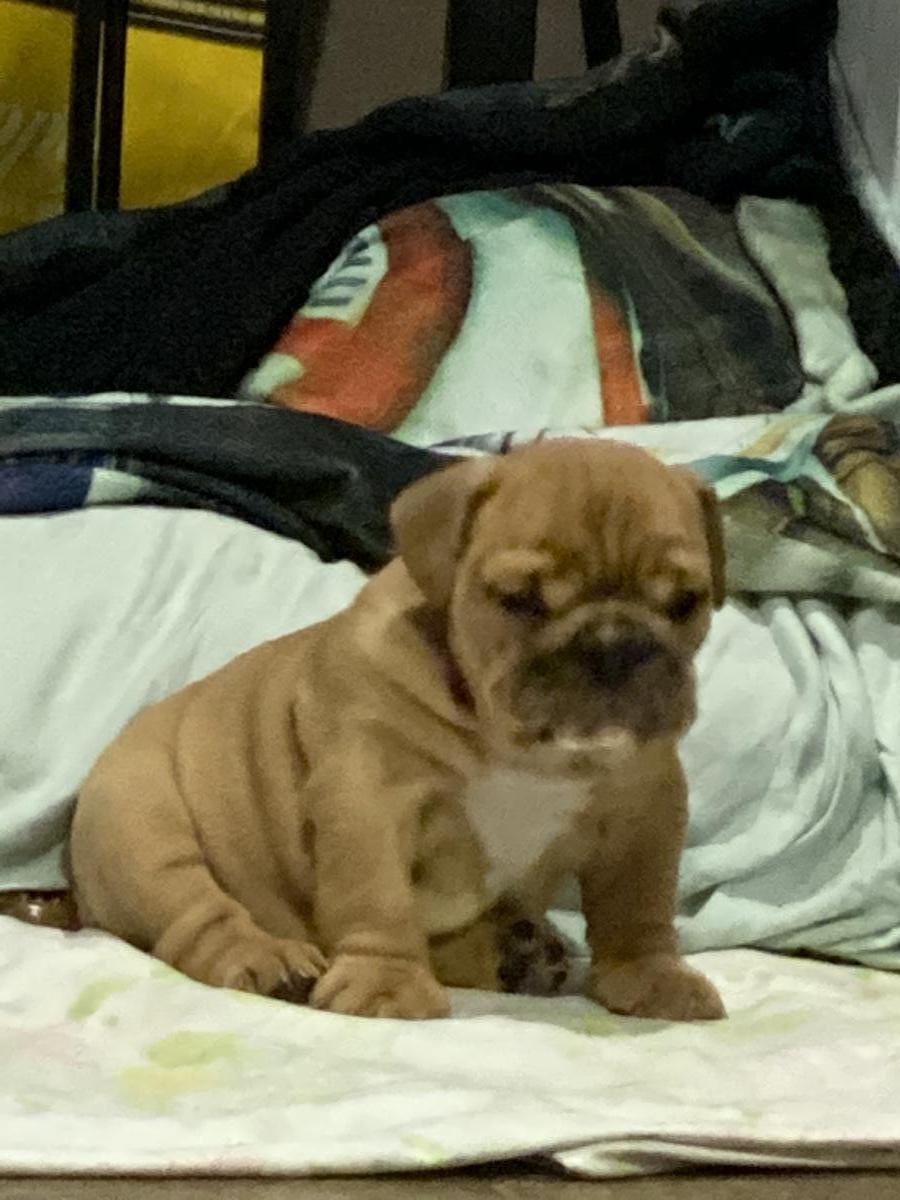 AKC English Bulldog Puppies