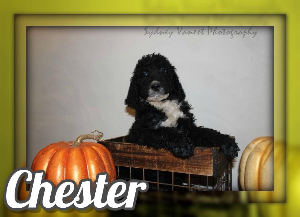 Chester F2 Male Labradoodle