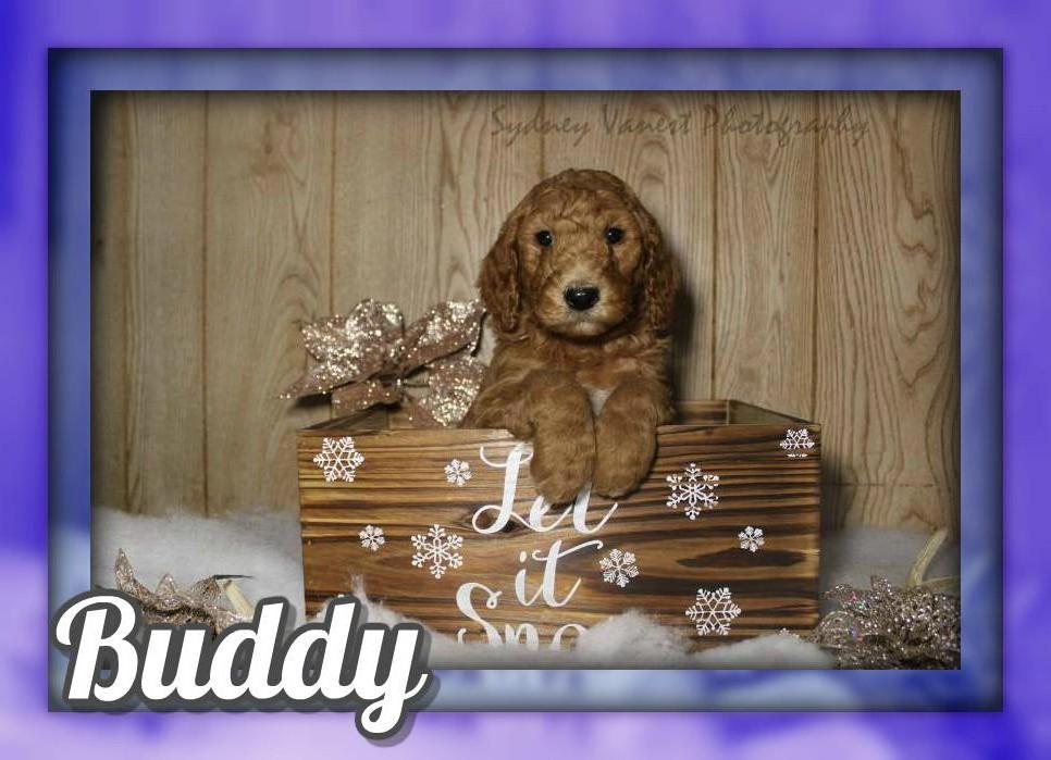 Buddy Male AKC Standard Poodle