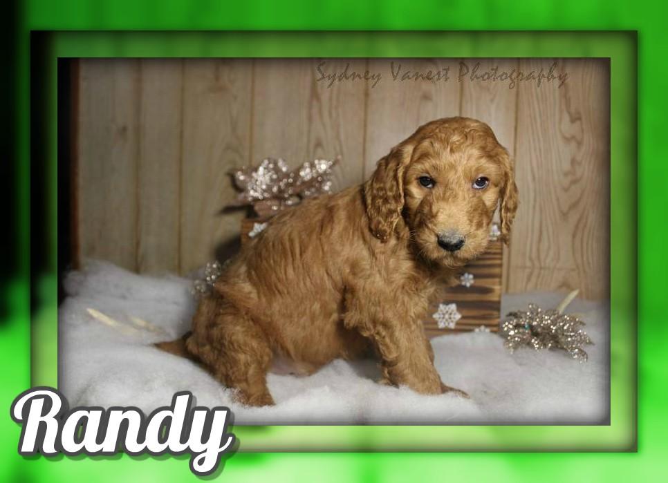 Randy Male AKC Standard Poodle
