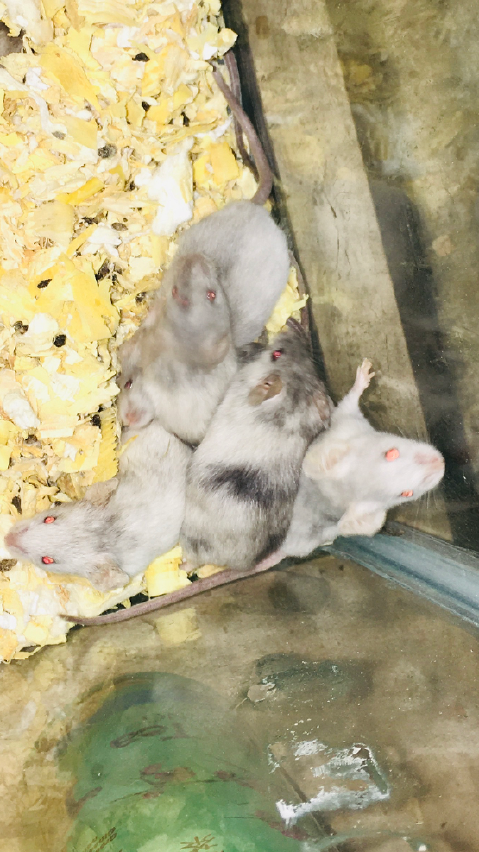 Baby mice!