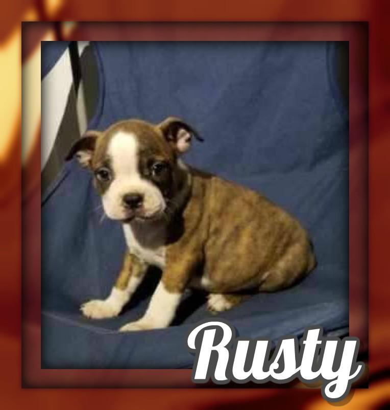 Rusty AKC Male Boston Terrier