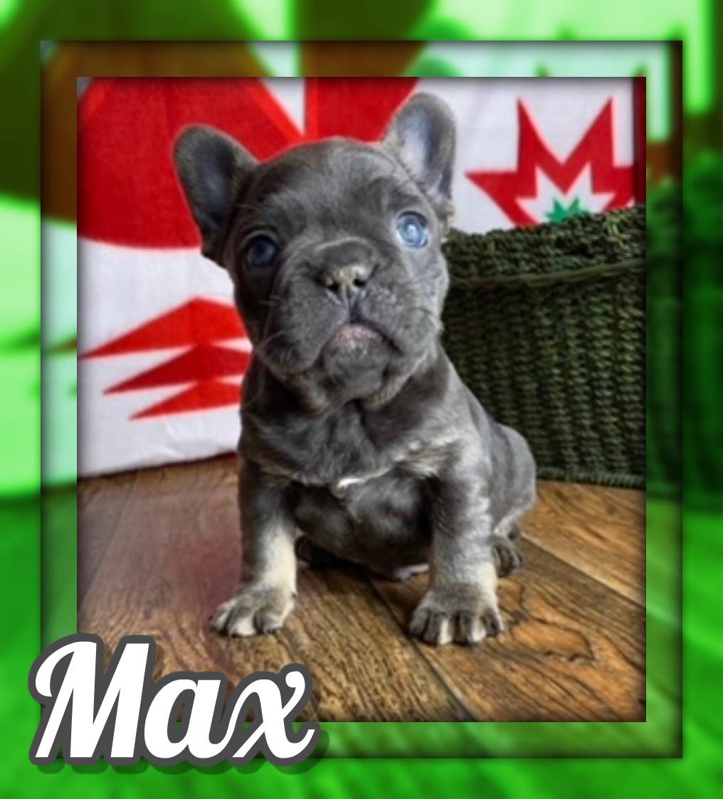 Max Male French Bulldog AKC