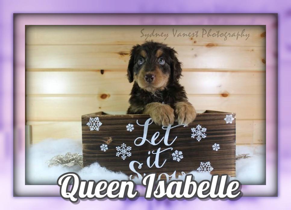 Queen Isabelle Female Aussiedoodle