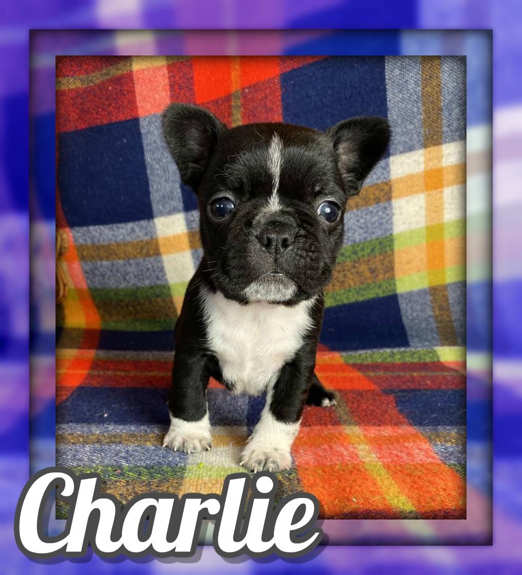 Charlie Male Frenchton