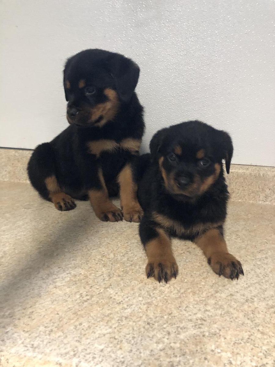 Pure Bred Rottweiler Puppies