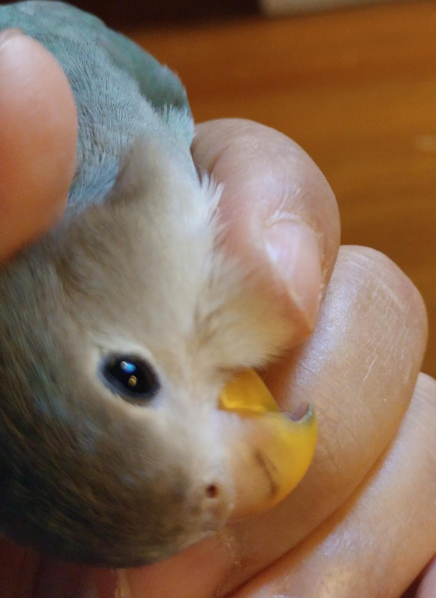 Lovebird baby