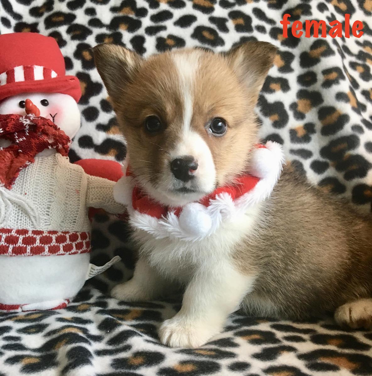 Corgi puppy