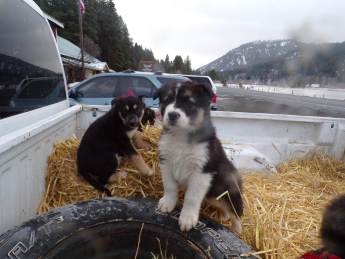 Christmas puppies