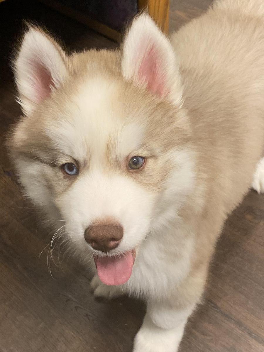 Siberian Husky Male