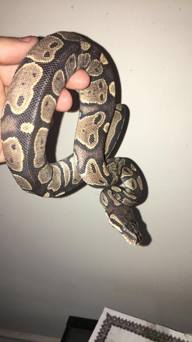 Ball python for sale with tank