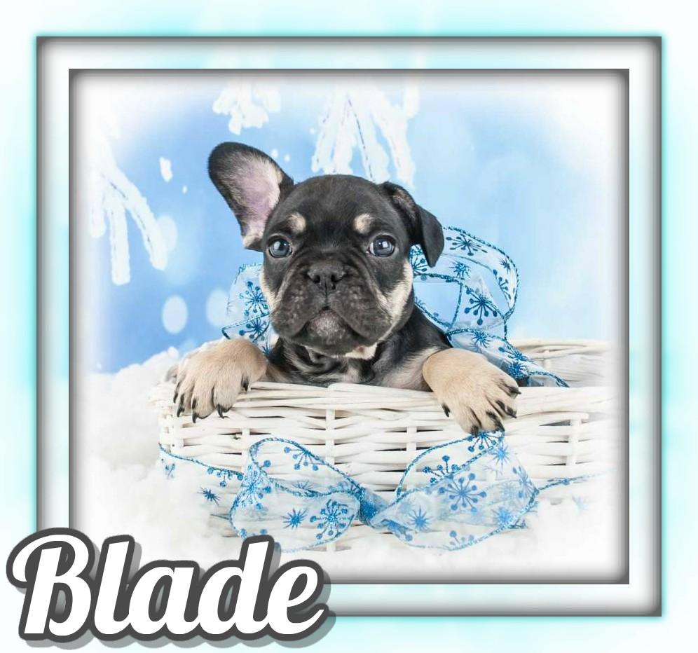 Blade AKC Male French Bulldog