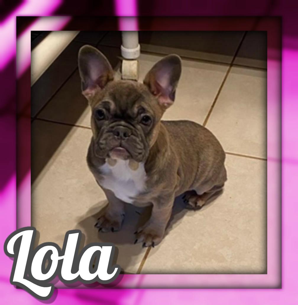 Lola AKC Female French Bulldog