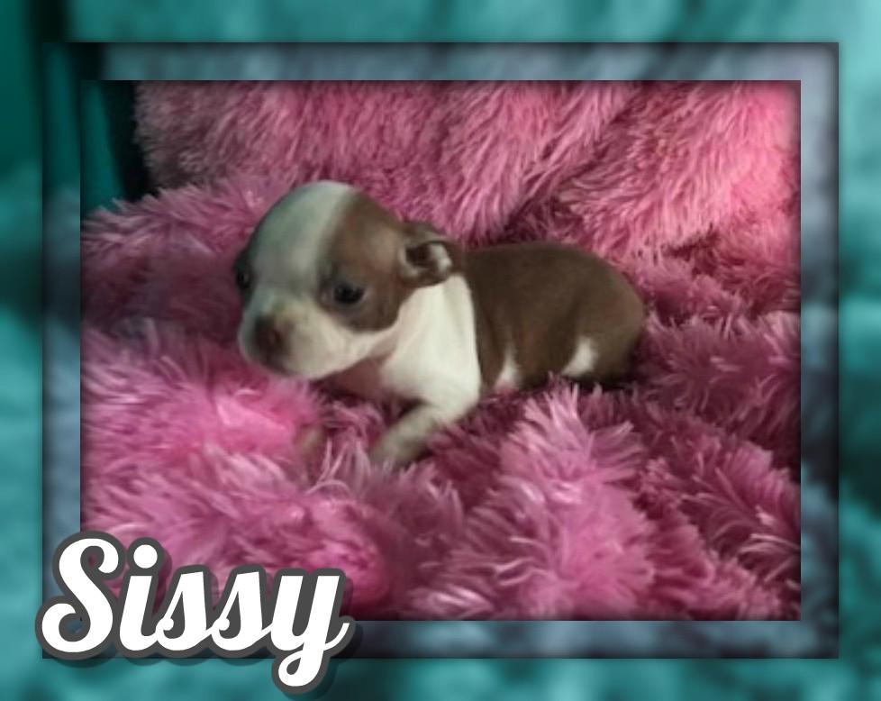 Sissy Female Boston Terrier