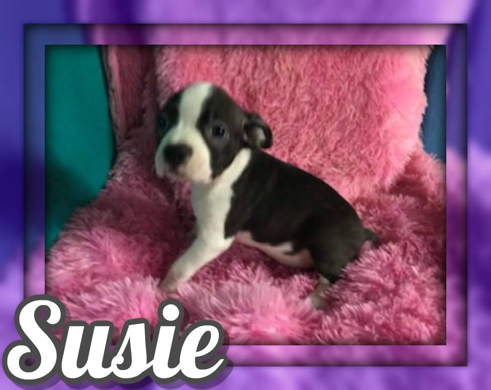 Susie Female Boston Terrier