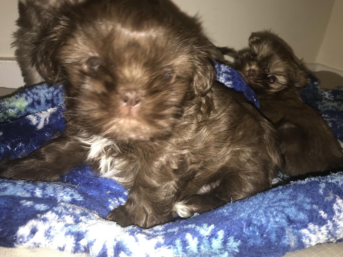 Cute Chocolate Female Shih Tzu Puppy Available