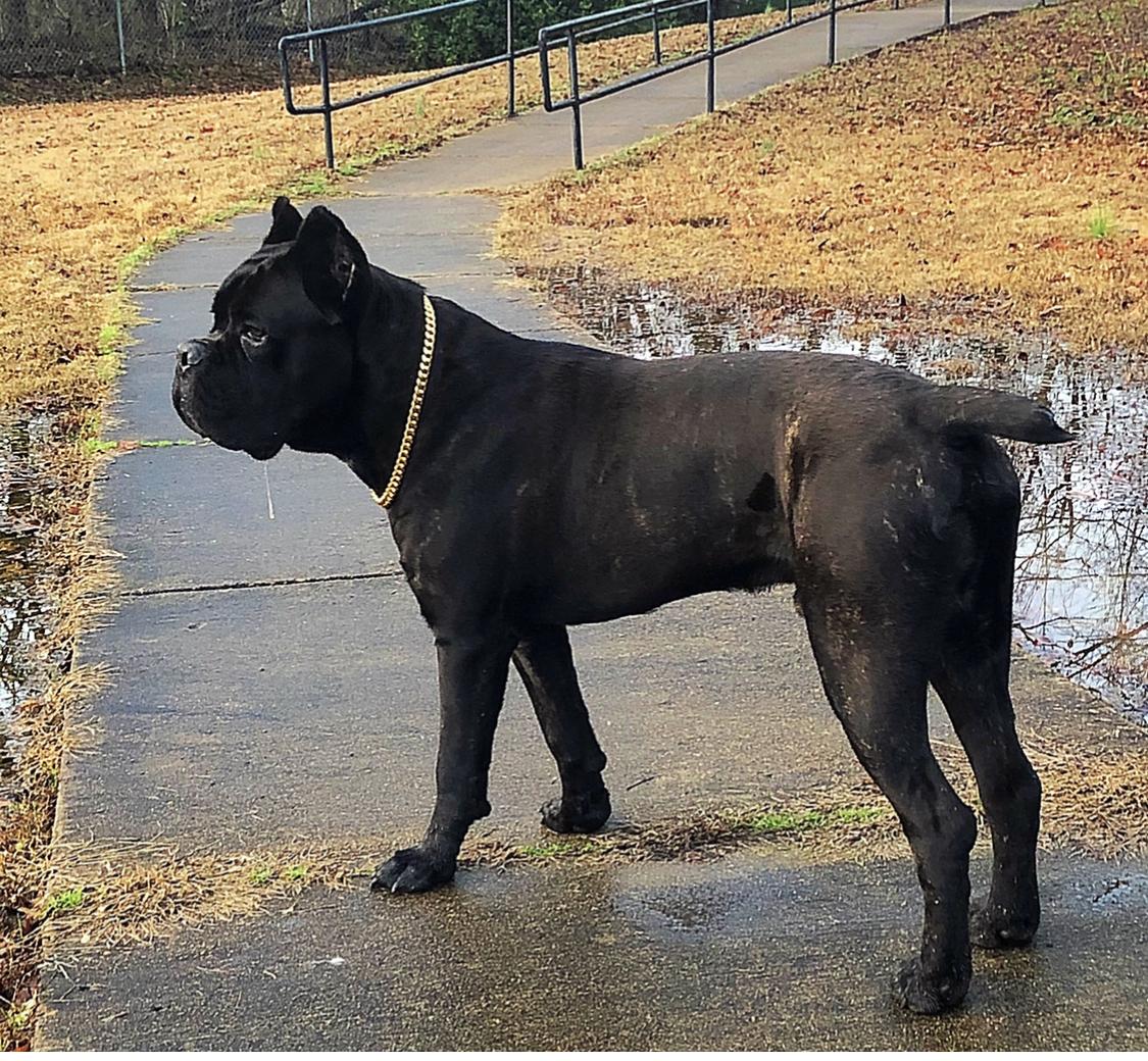 Cane Corso 10 months old