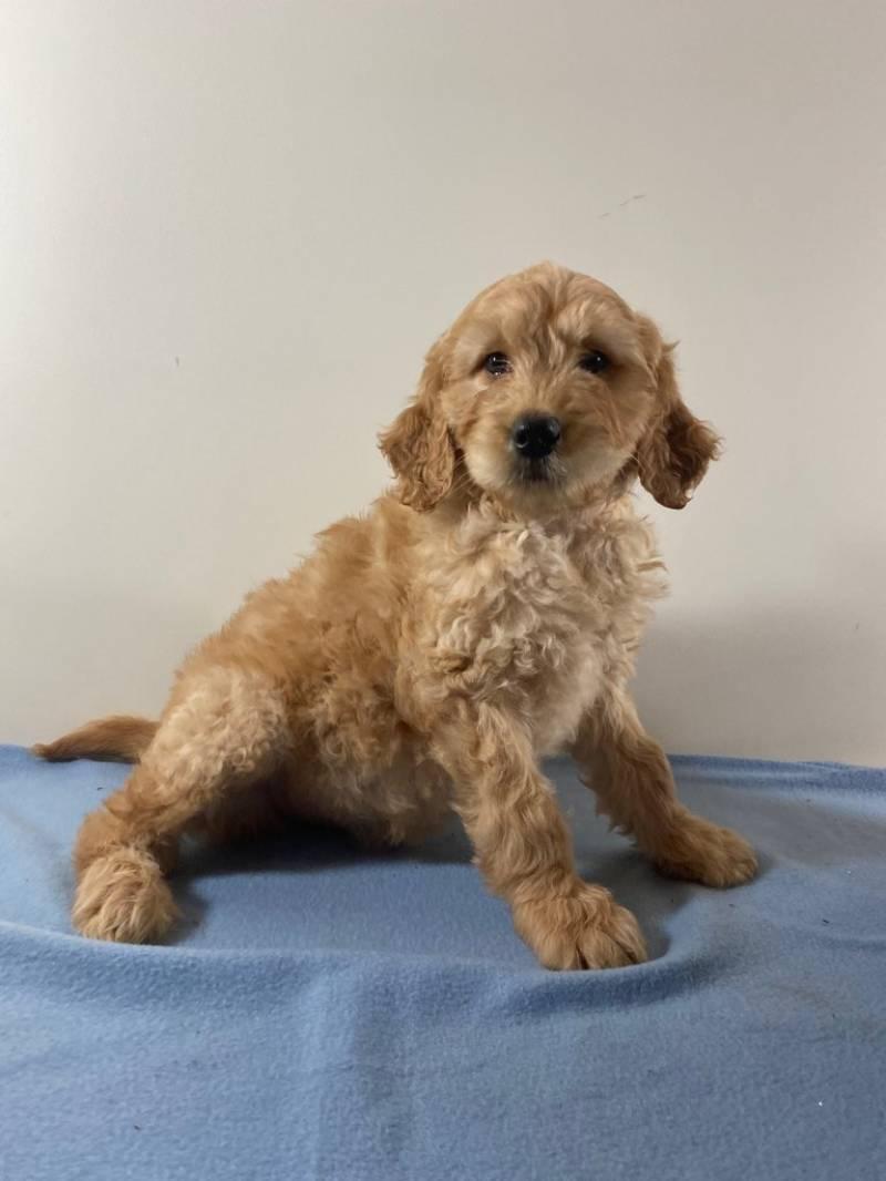 Nick Male Goldendoodle