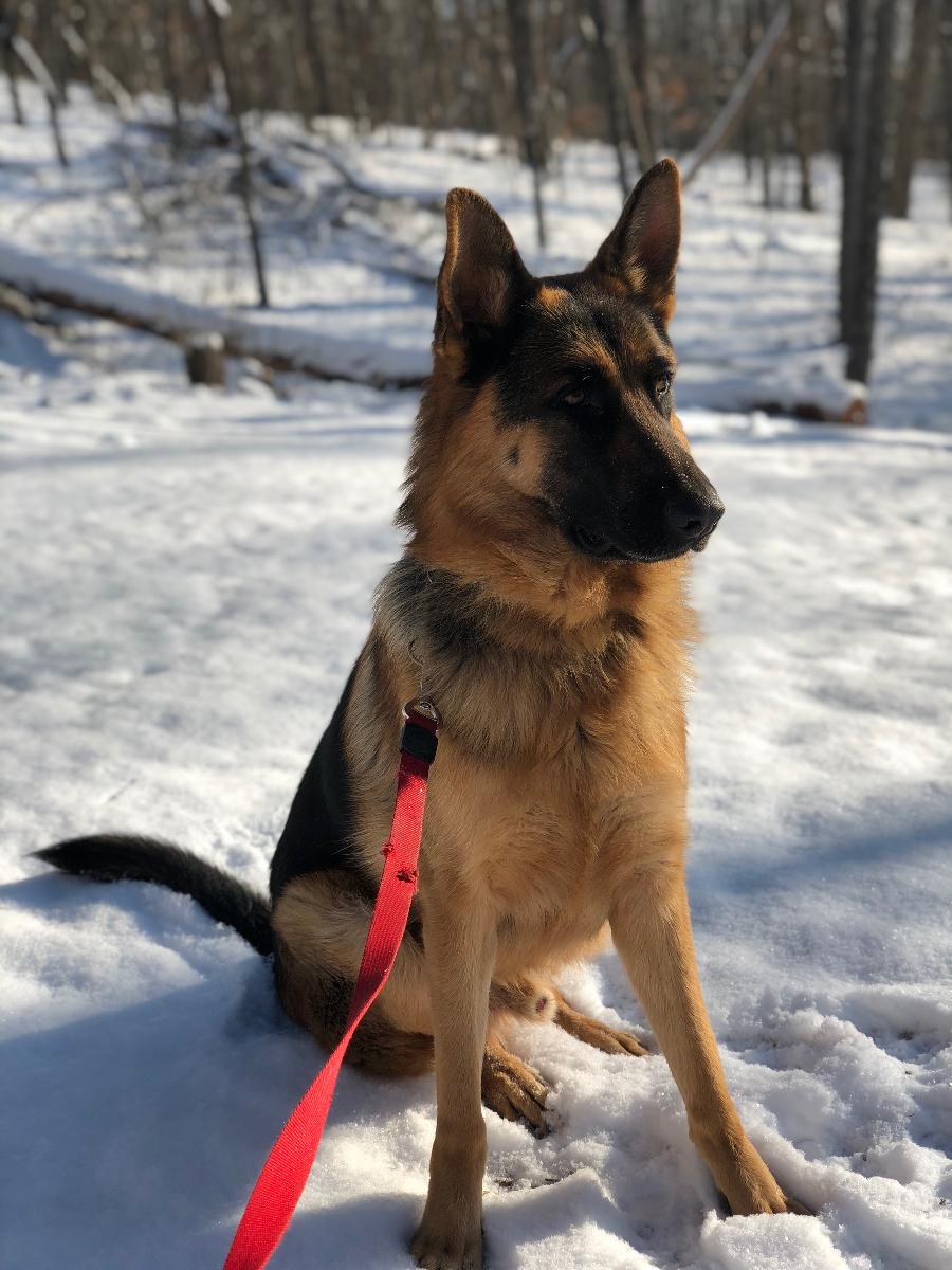 3 year old trained purebred German Shepherd