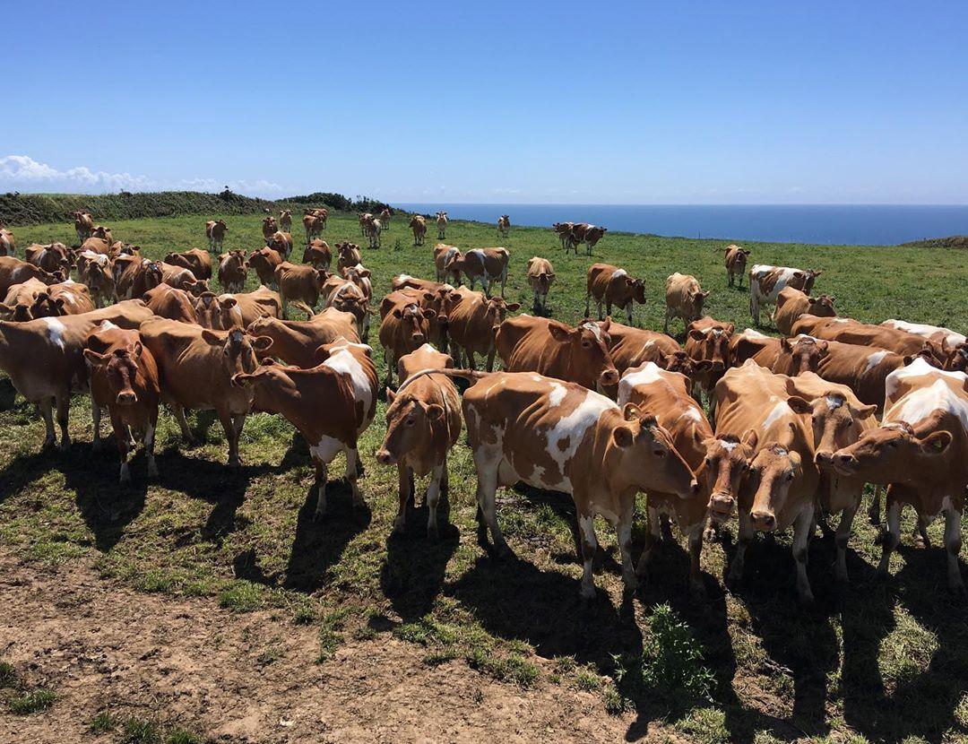 Guernsey Calves, Heifers and Springers