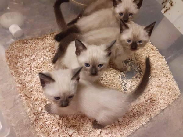 Siamese kittens for Rehoming $400